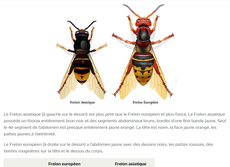 CPEPESC FC Frelon asiatique ou frelon européen ? Cpepesc — free download